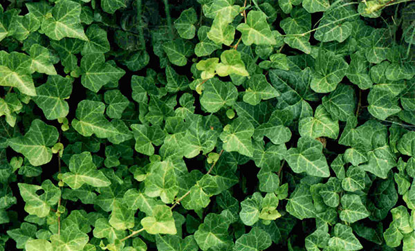 Вьющиеся Растения Для Дачи Многолетние Фото